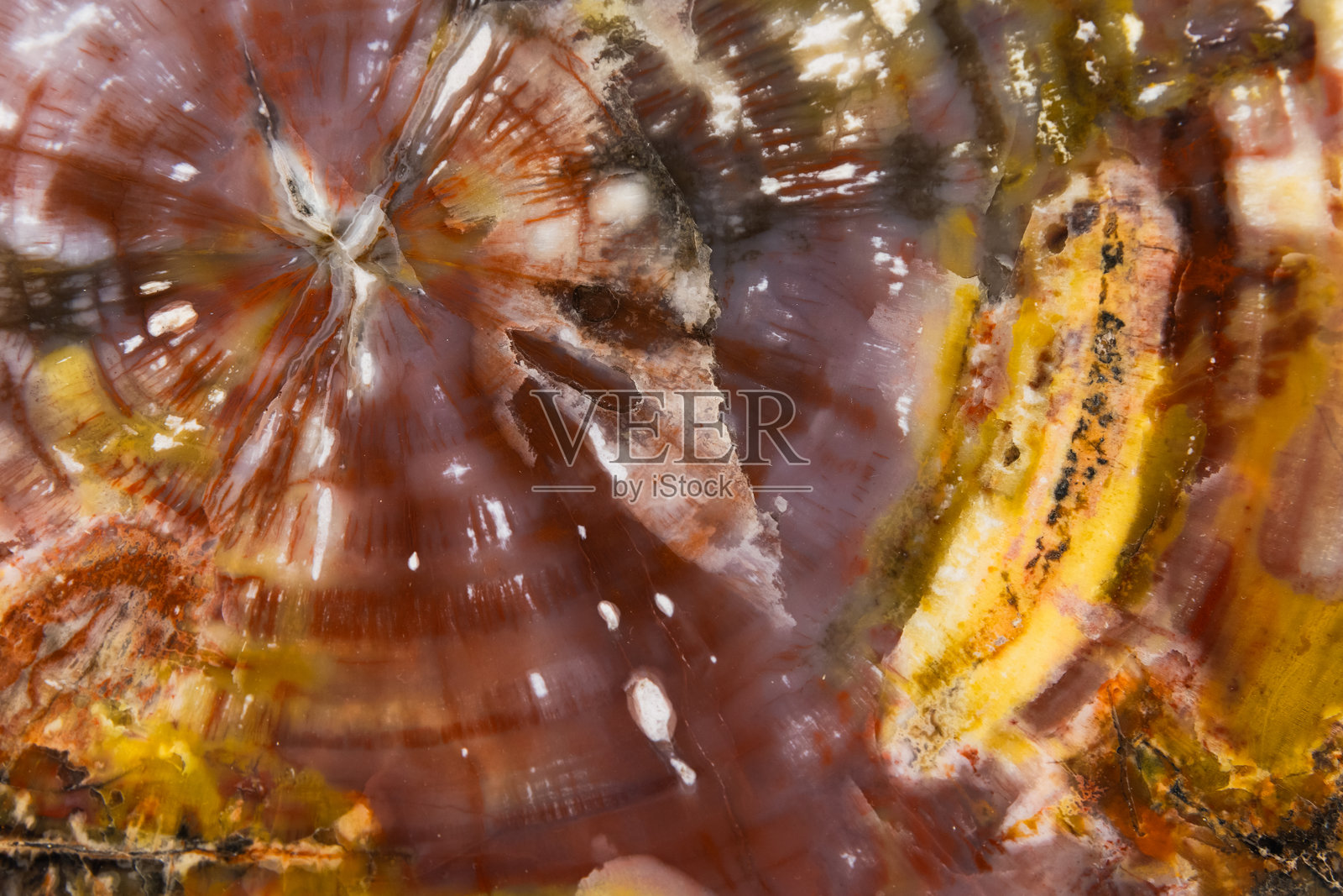 化石木材,自然微距照片。抽象多彩背景照片照片摄影图片