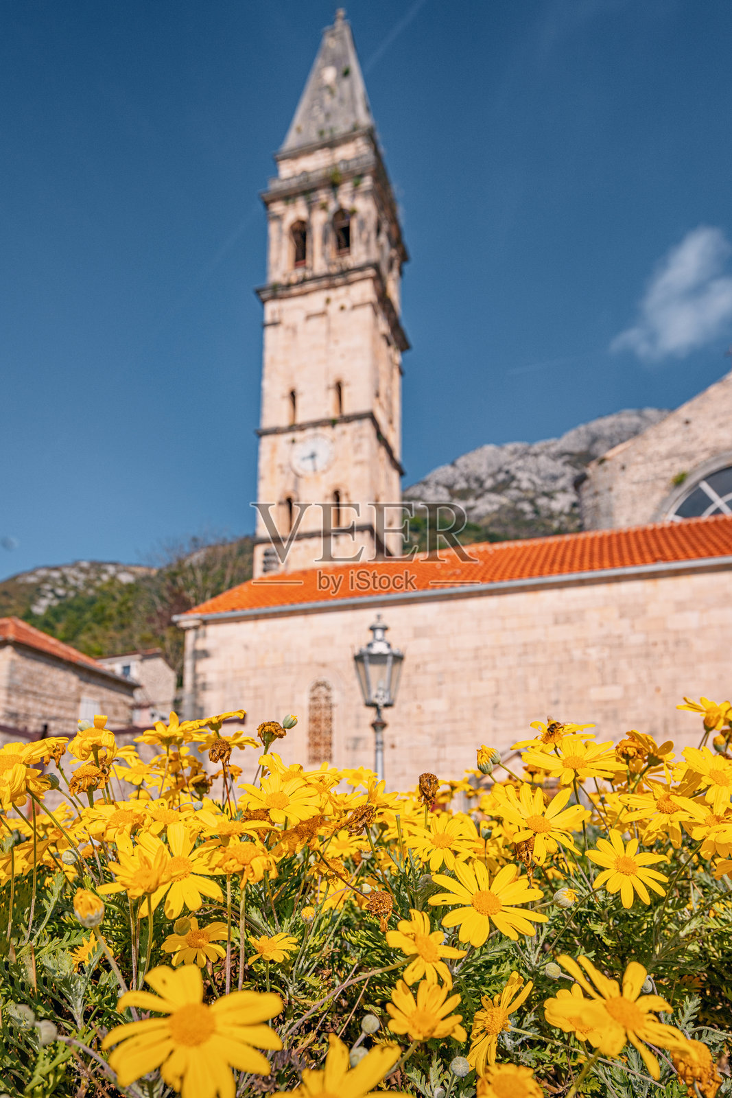 前景中盛开的黄色花朵,背景是黑山佩拉斯特的一座教堂及其钟楼。照片摄影图片