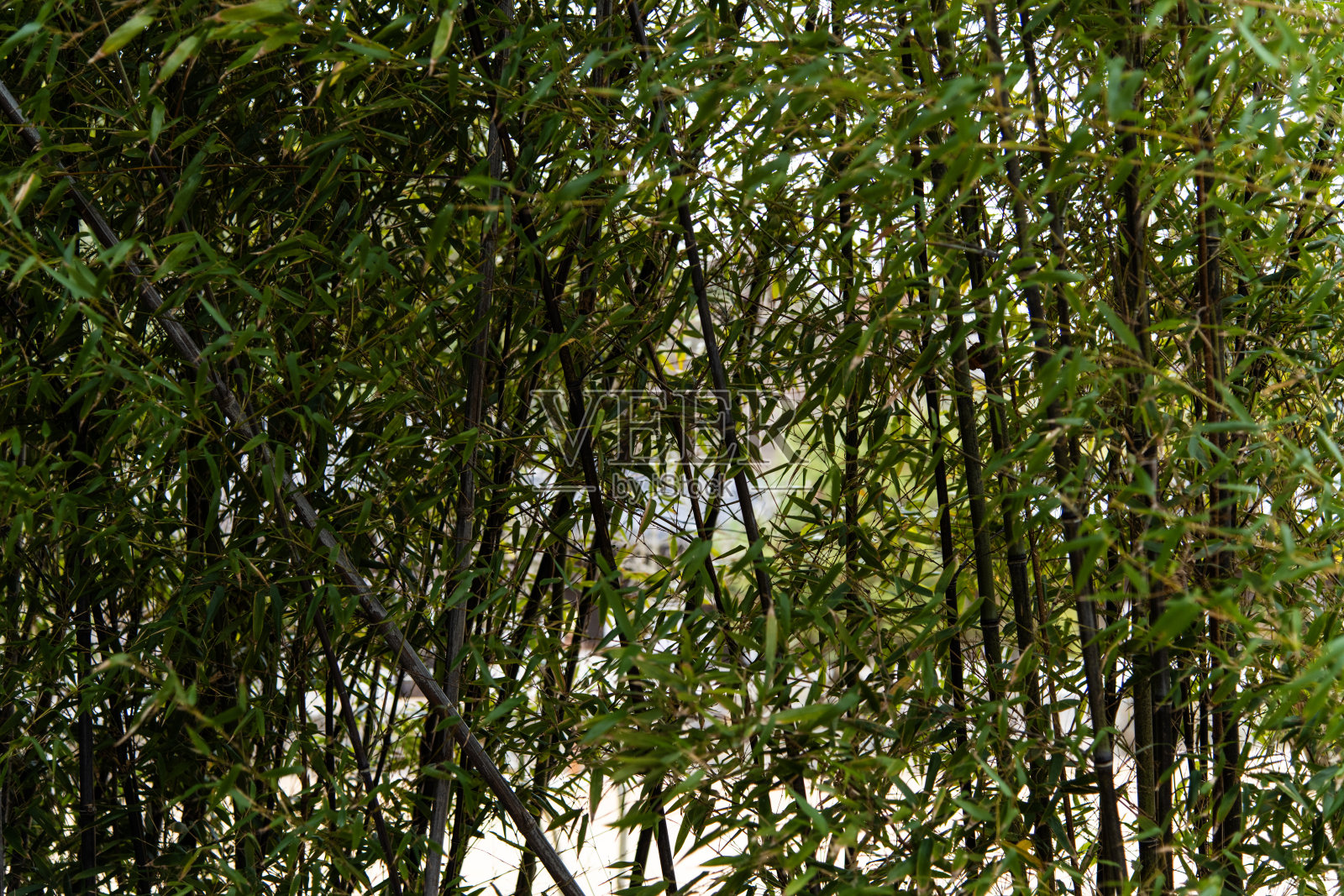 竹子照片摄影图片