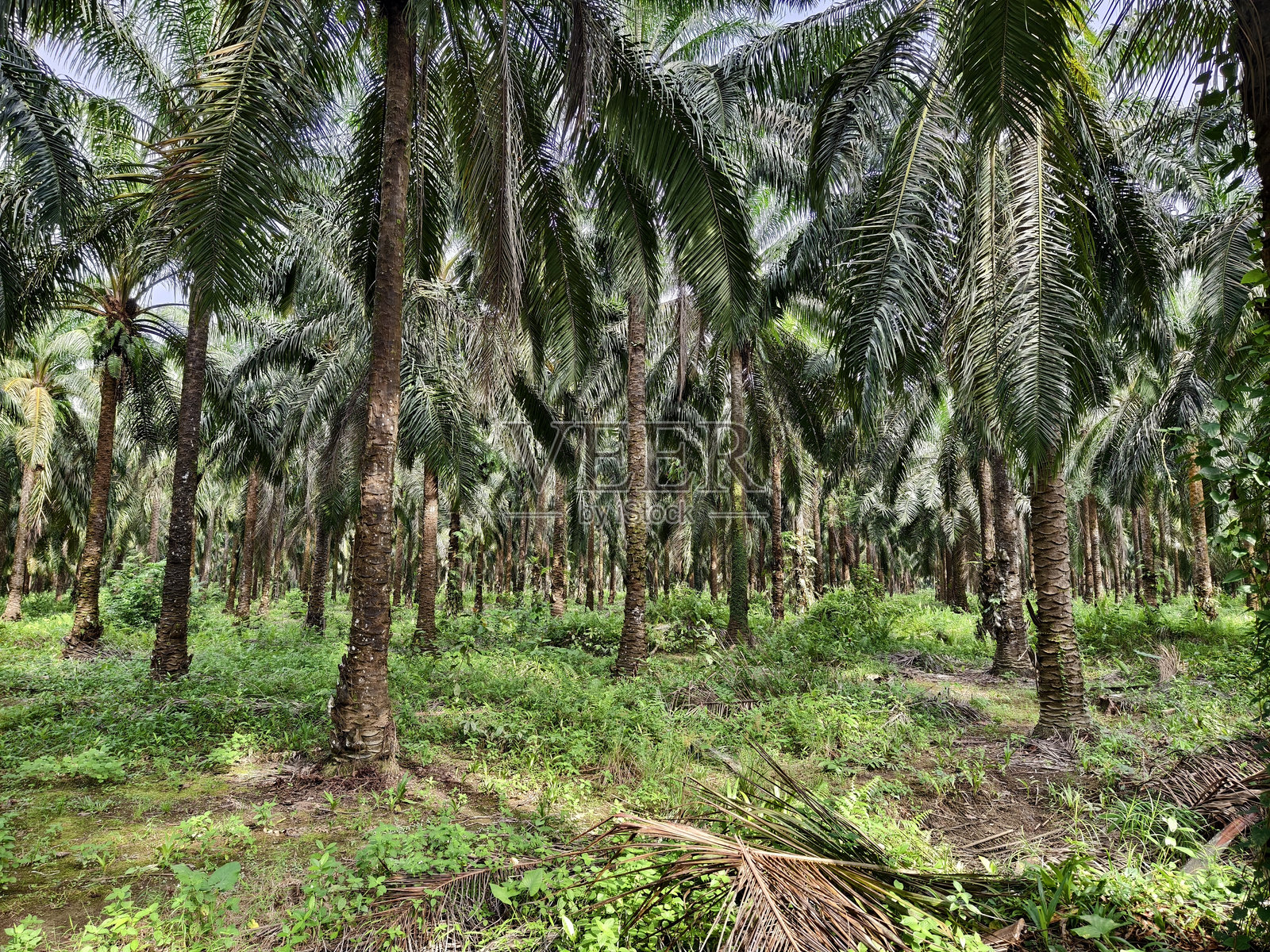 公司拥有的南加里曼丹油棕种植园照片摄影图片