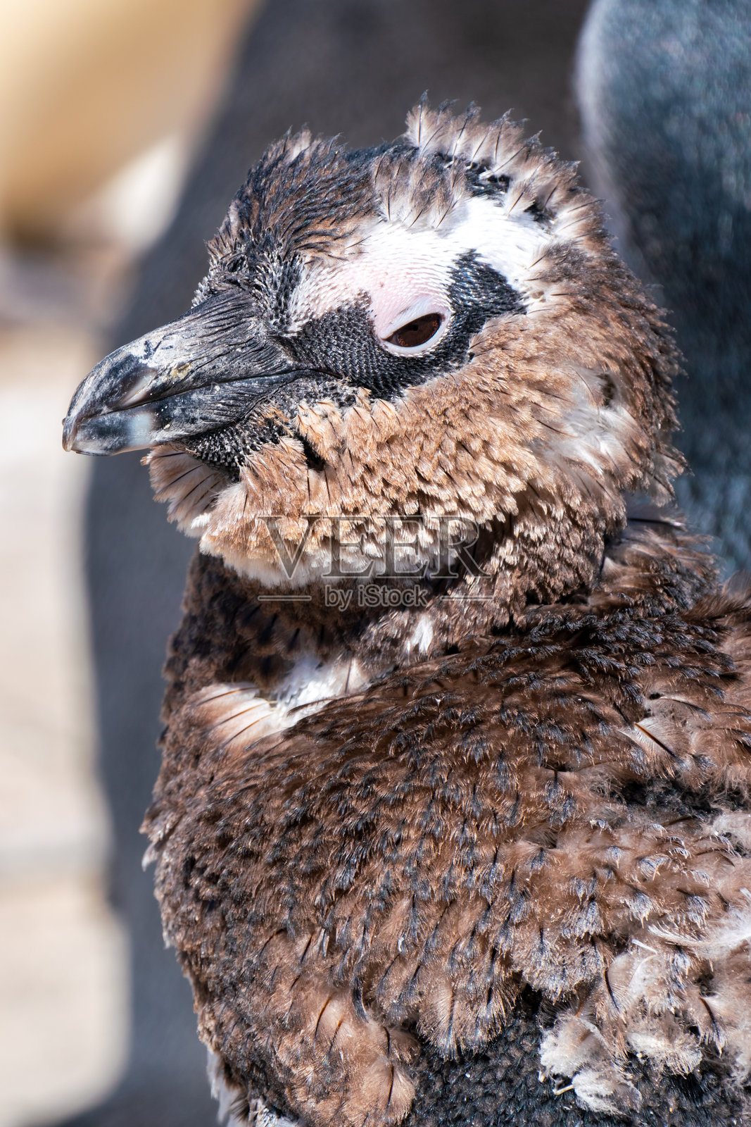 年轻的企鹅在南非的博尔德斯海滩掉毛。照片摄影图片