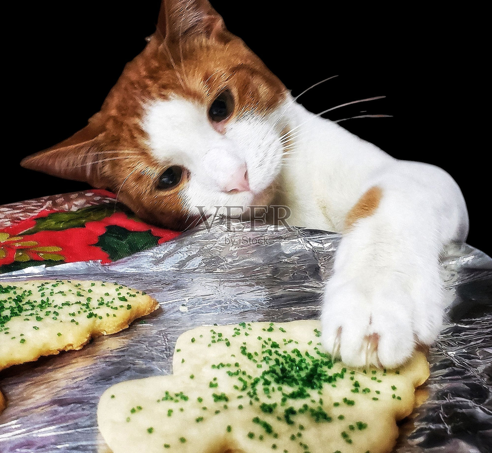 饼干抢夺照片摄影图片