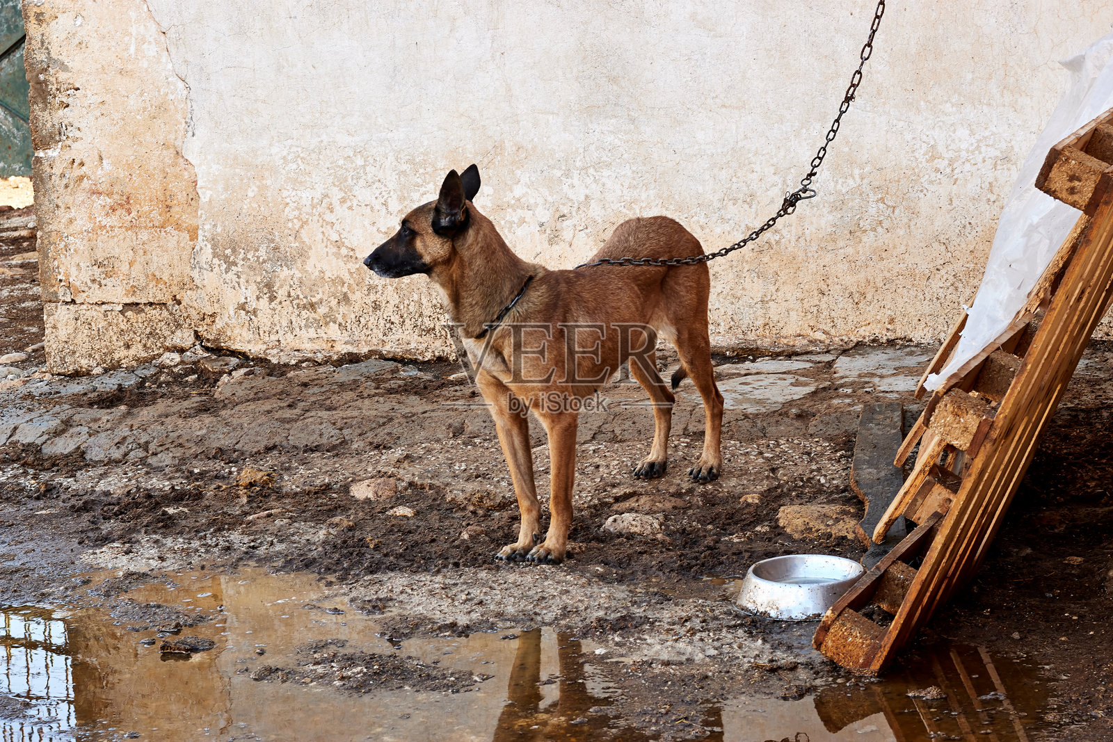 一只警惕的狗被锁链拴在乡村建筑的墙边,传达出在乡村环境中的警觉和坚韧。照片摄影图片