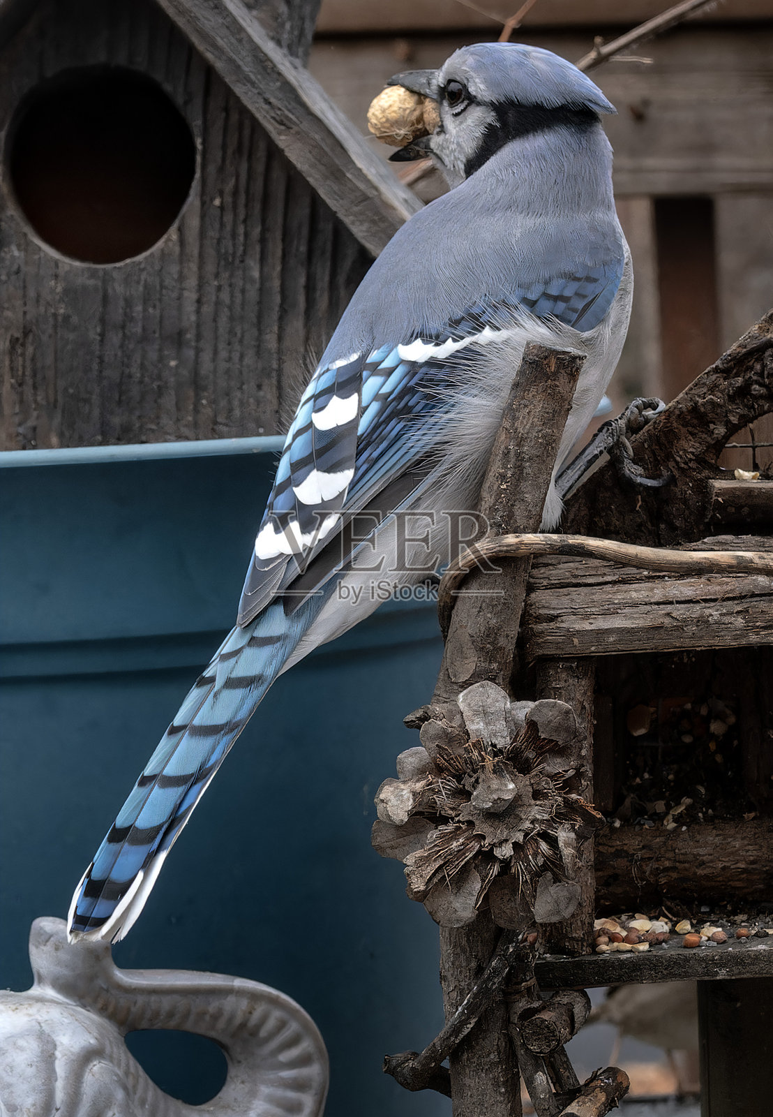 一只蓝松鸦的喉咙里卡住了一颗花生照片摄影图片