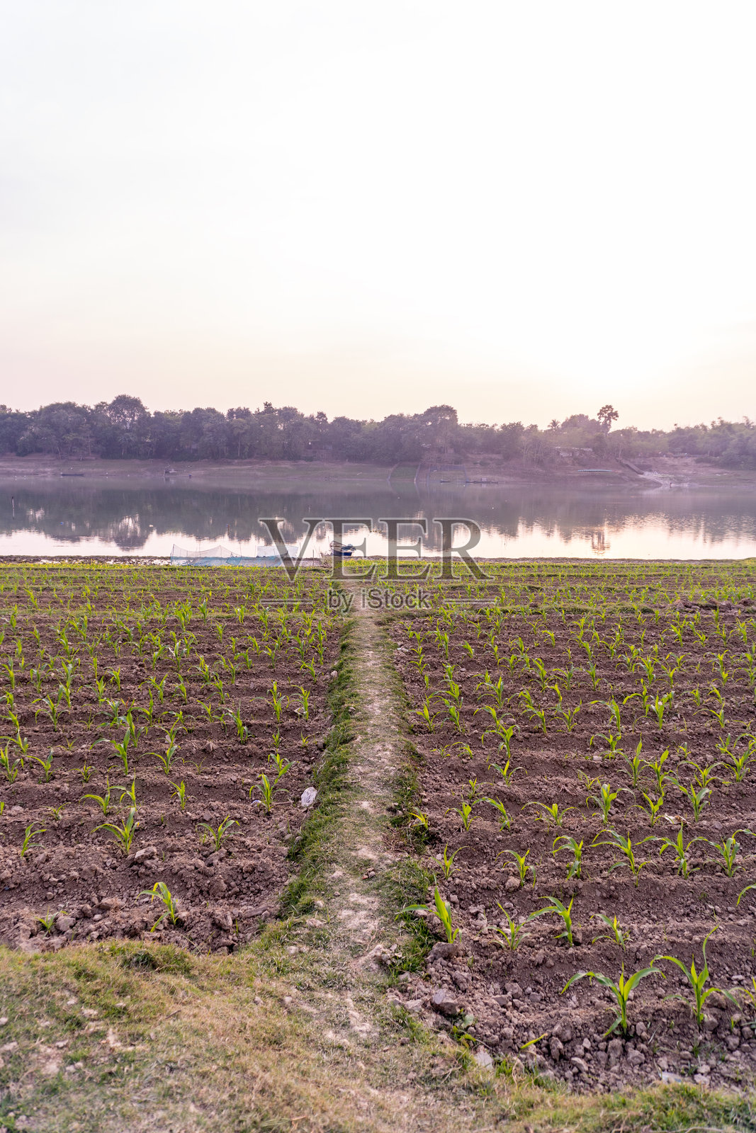 一片绿色的玉米田位于风景如画的河岸旁,阳光明媚,天空晴朗。照片摄影图片