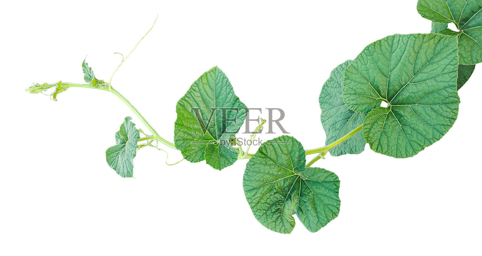 一根绿色的葫芦植物藤蔓,带有叶子的绿色植物,葫芦植物的绿色叶子在透明背景上,绿色叶子,绿色幼芽,孤立的常春藤叶子照片摄影图片