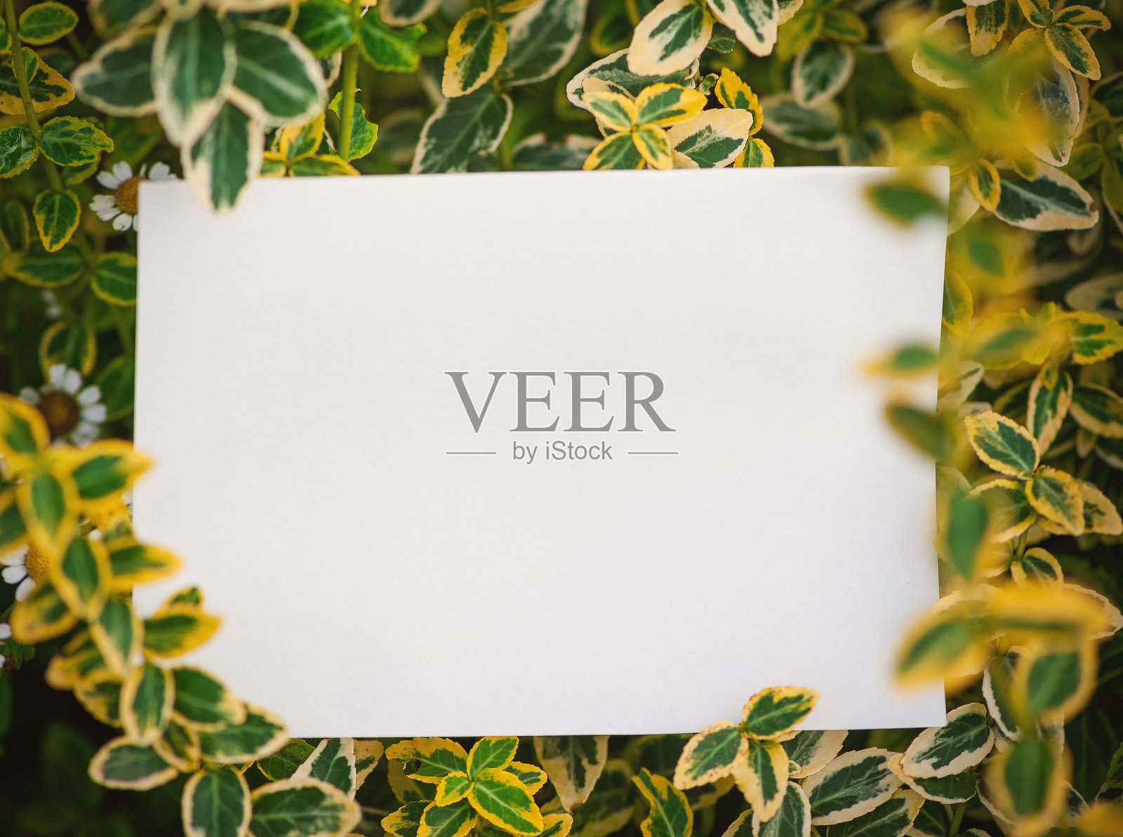 空白的白纸躺在植物的绿色叶子上,形成一种质朴自然的背景。这张纸与植物的叶子融为一体。照片摄影图片