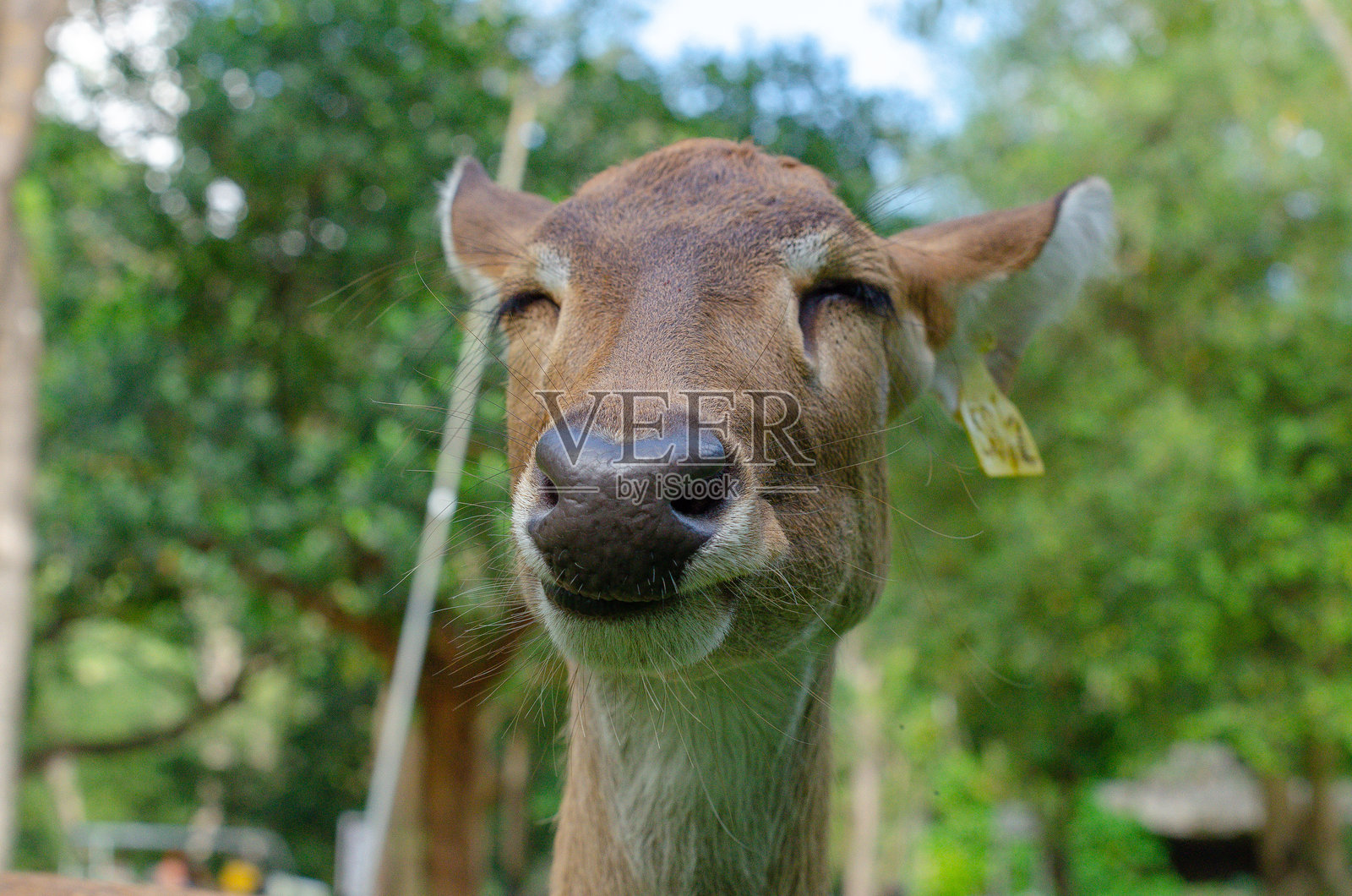 泰国春武里考克尤开放动物园的梅花鹿特写头部。照片摄影图片