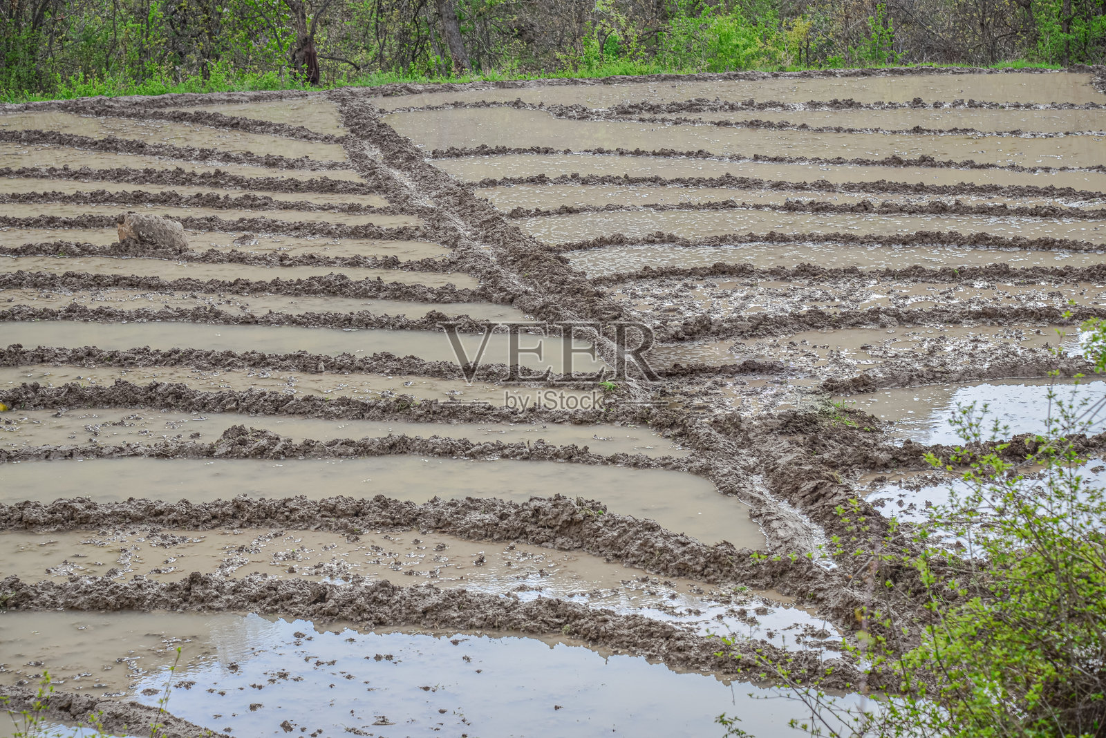 哈卡里皮特卡种植的稻田照片摄影图片