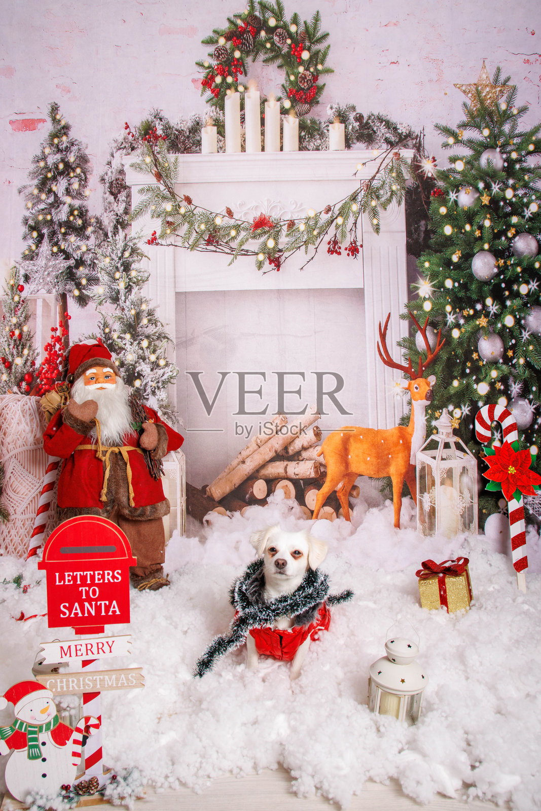 冬季装饰工作室中的白色狗狗圣诞摄影会照片摄影图片