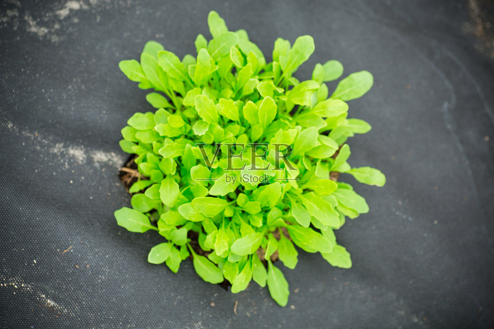 年轻的芝麻菜灌木,几片叶子从土壤中生长出来照片摄影图片