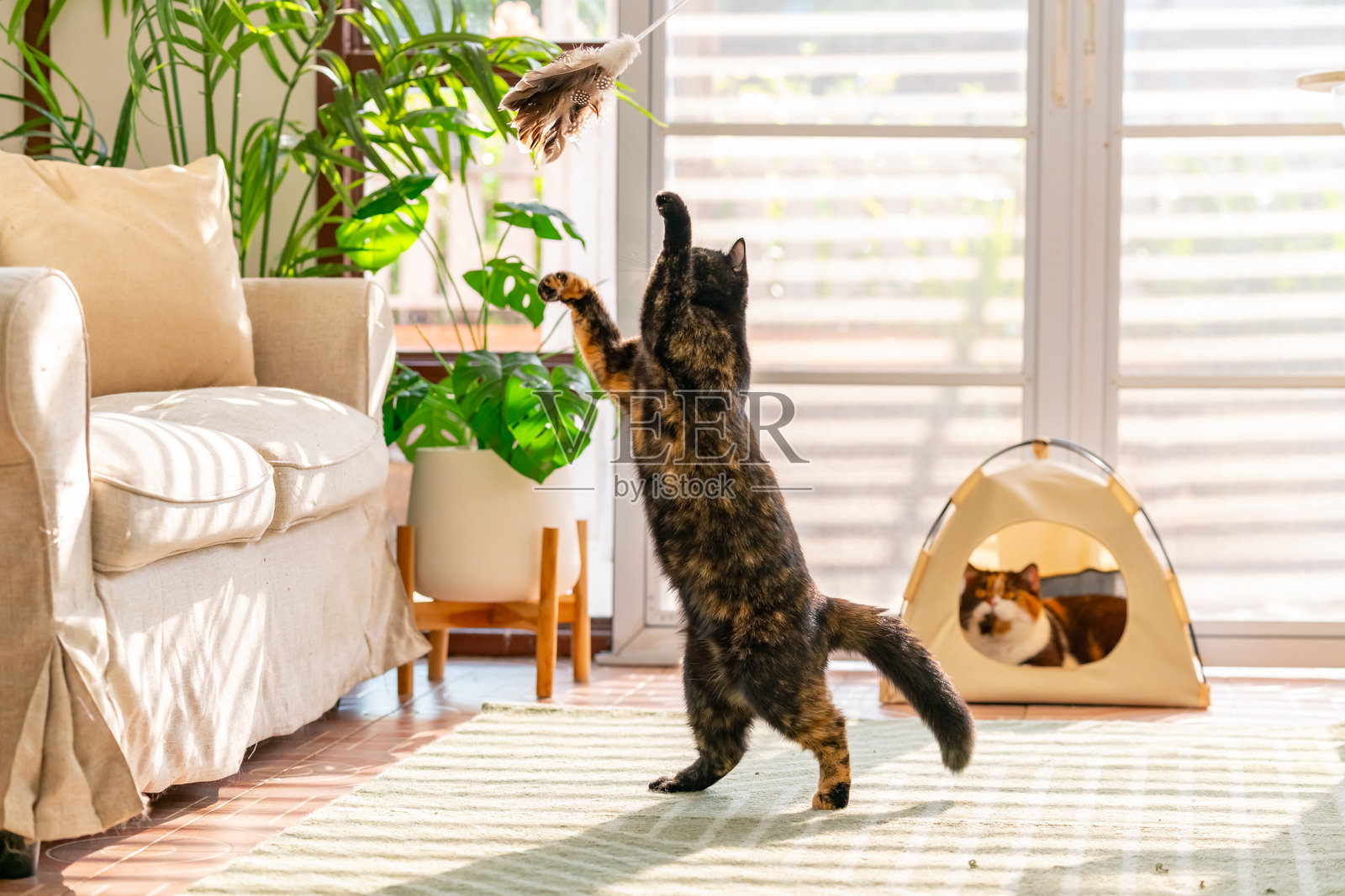 英国短毛猫在客厅里玩耍。照片摄影图片