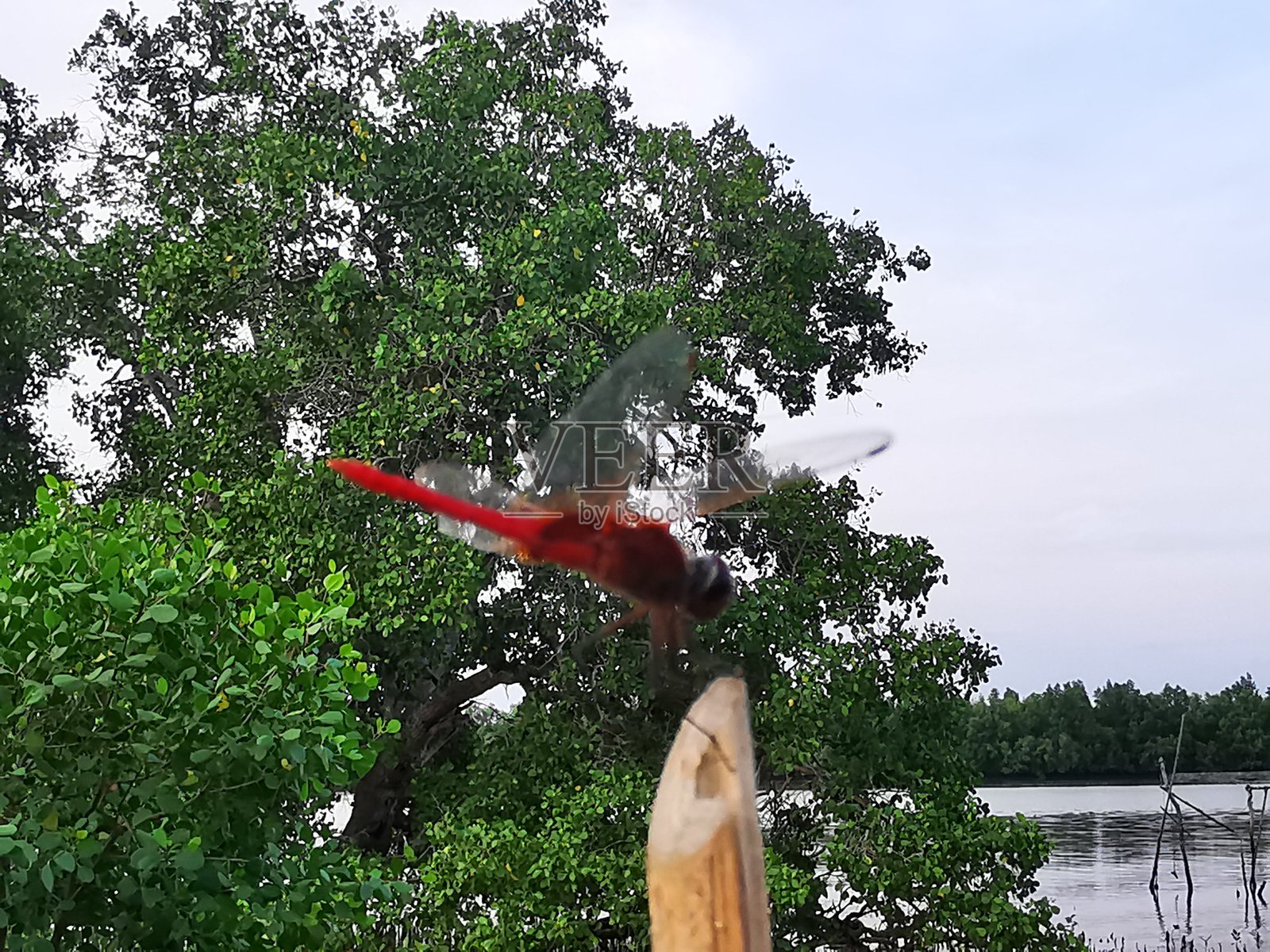 一只红色蜻蜓栖息在海滩上的红树林树桩上照片摄影图片