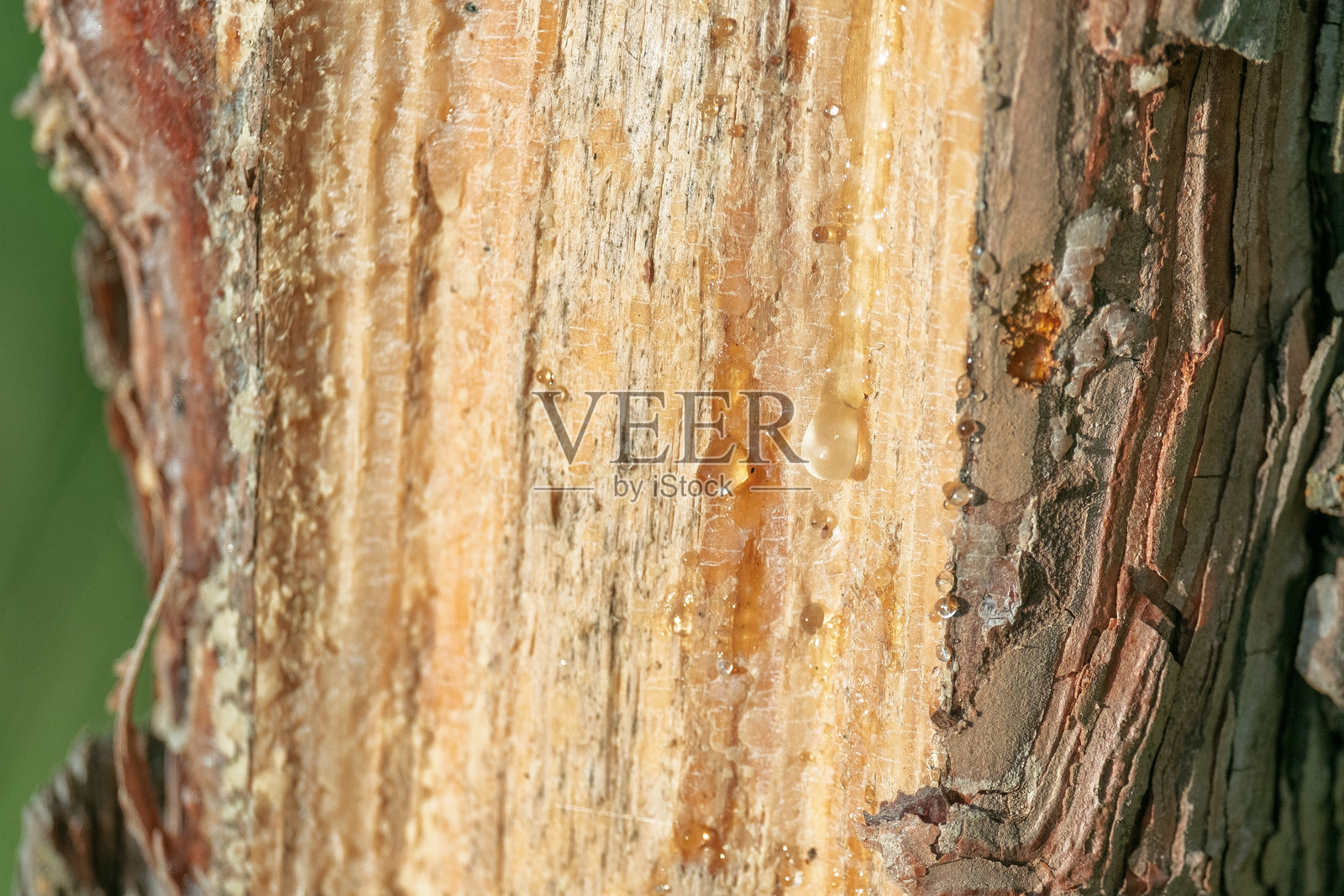 树干上有一个洞照片摄影图片