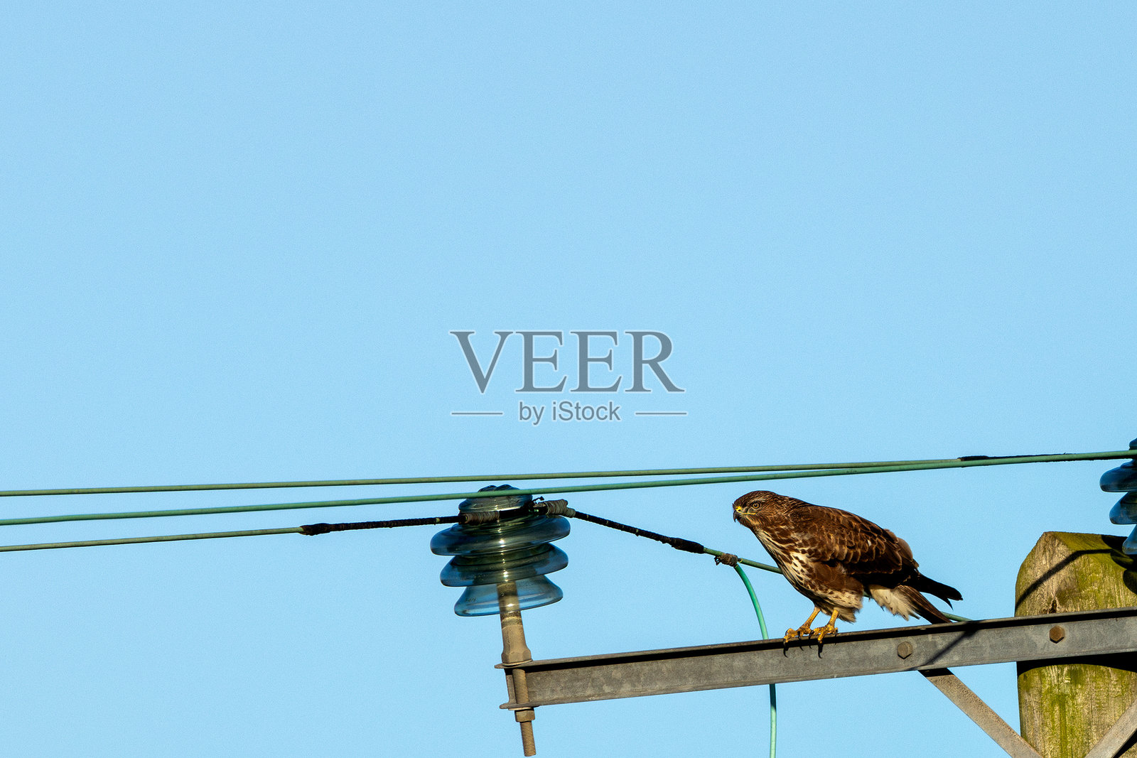 普通的秃鹰(Buteo buteo),在都柏林的巴尔多伊尔赛马场上空被发现;在欧洲很常见。照片摄影图片