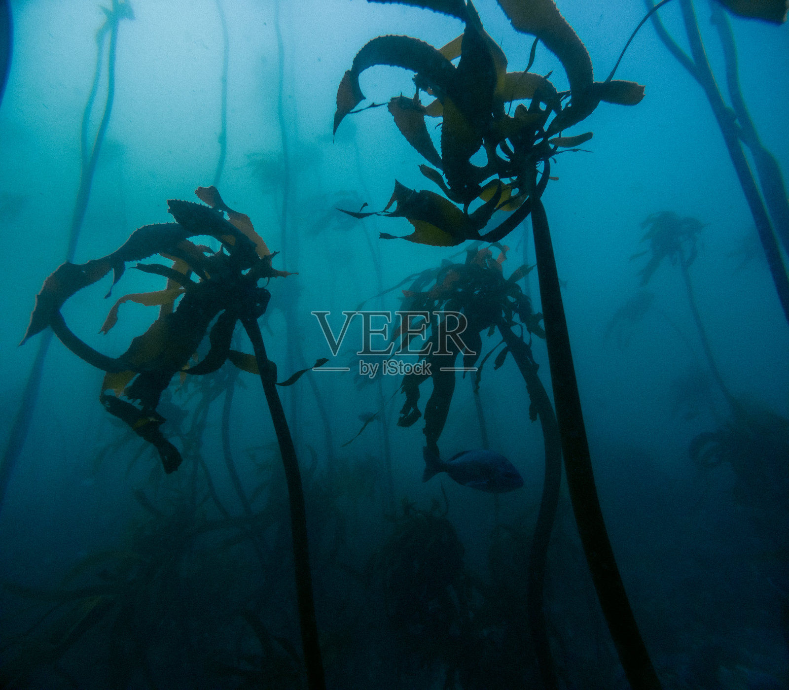 南非开普敦的水下海藻森林照片摄影图片