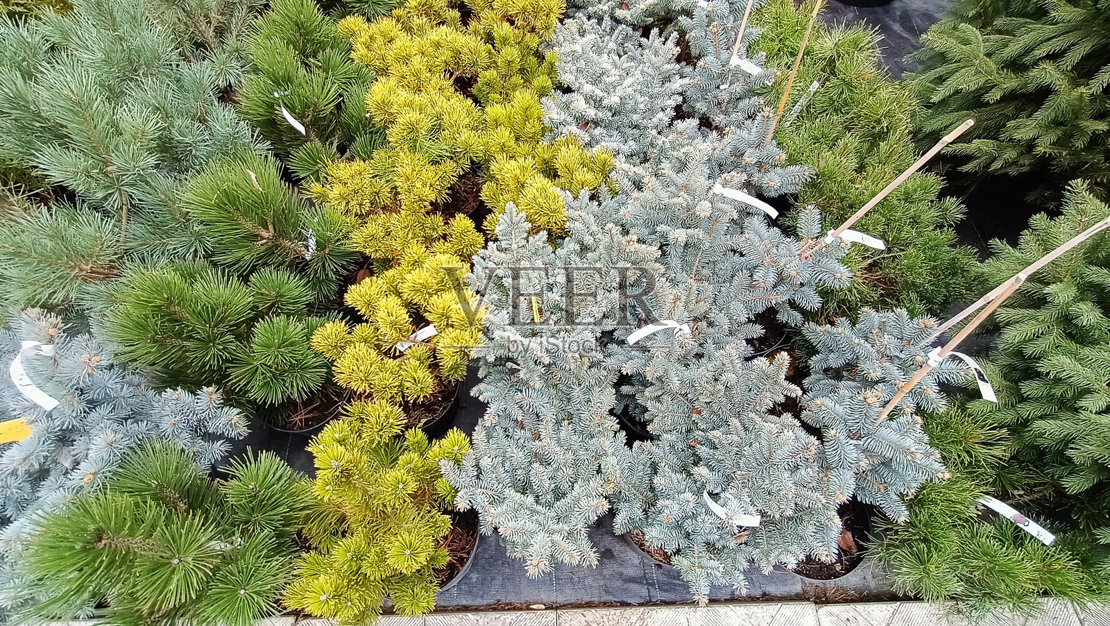 各种色彩斑斓的装饰性常青植物,提升美丽花园的魅力照片摄影图片