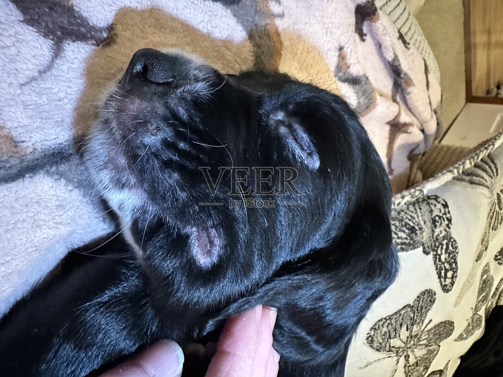 患有小狗扭结病的可卡犬幼犬照片摄影图片