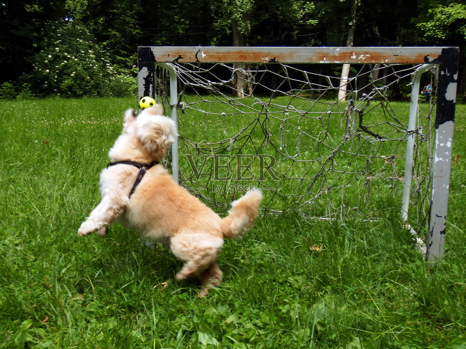狗在阳光明媚的日子里,在一个草地公园的足球门旁跳起抓住一个黄色的球照片摄影图片