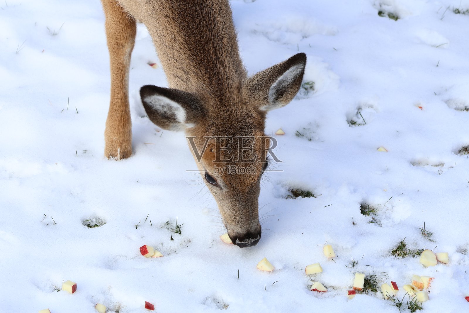 冬天饥饿的小鹿照片摄影图片