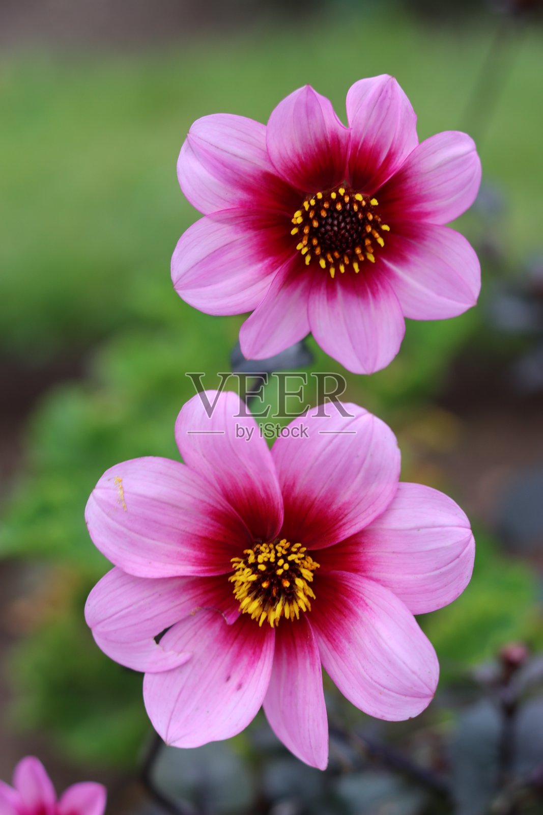 花园中一对粉色大丽花的特写照片摄影图片