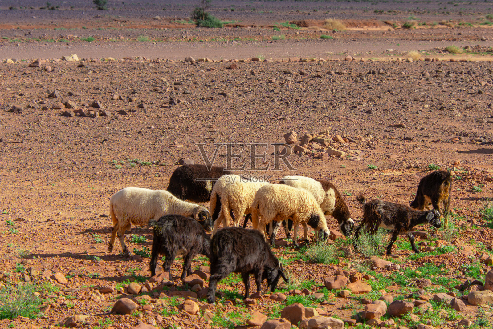 一群羊在沙漠中行走照片摄影图片