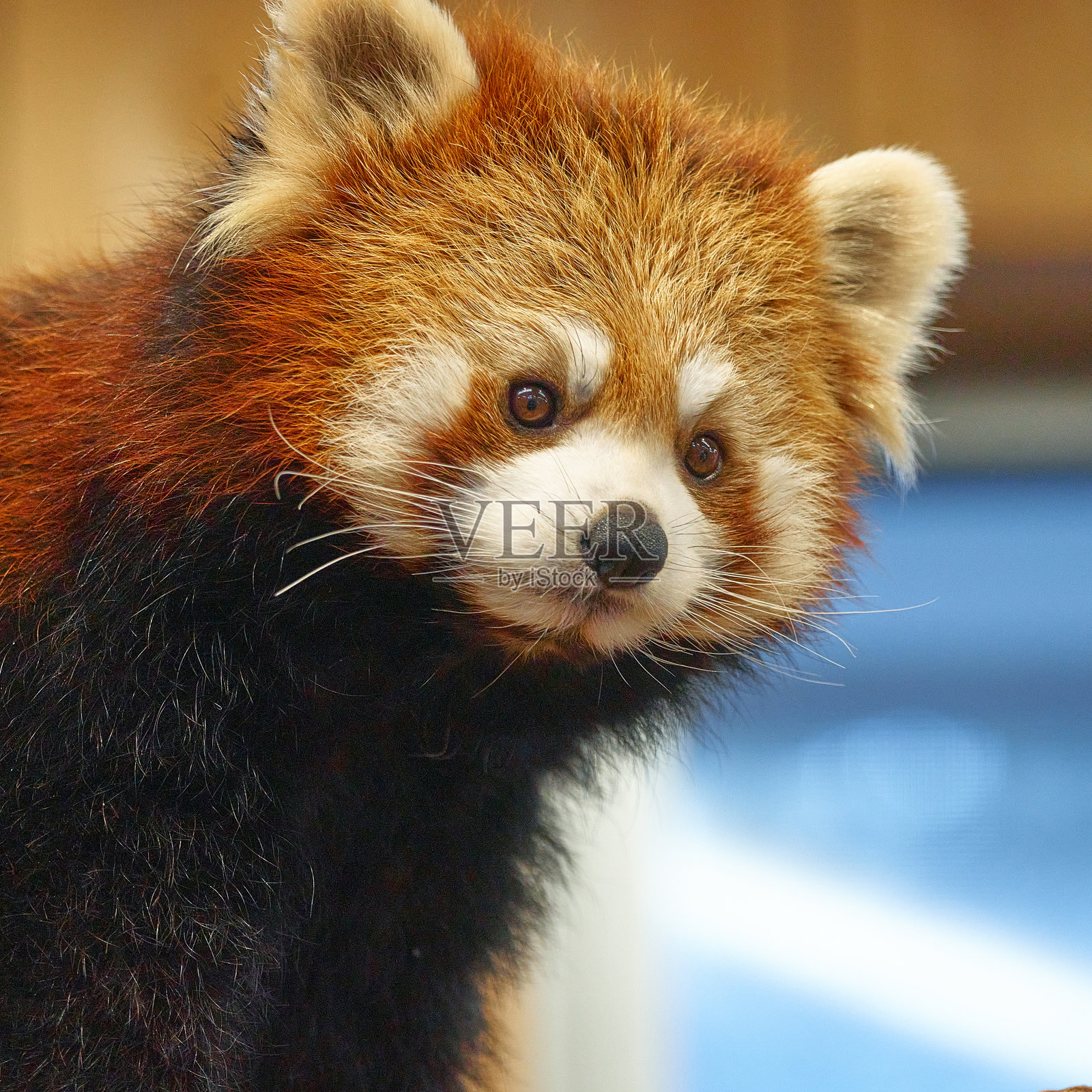 红熊猫特写肖像。红熊猫的面孔。照片摄影图片