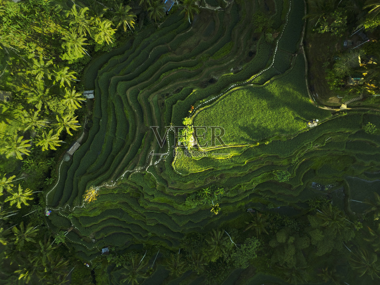 巴厘岛郁郁葱葱的稻田梯田。传统有机农业实践的鸟瞰图。照片摄影图片