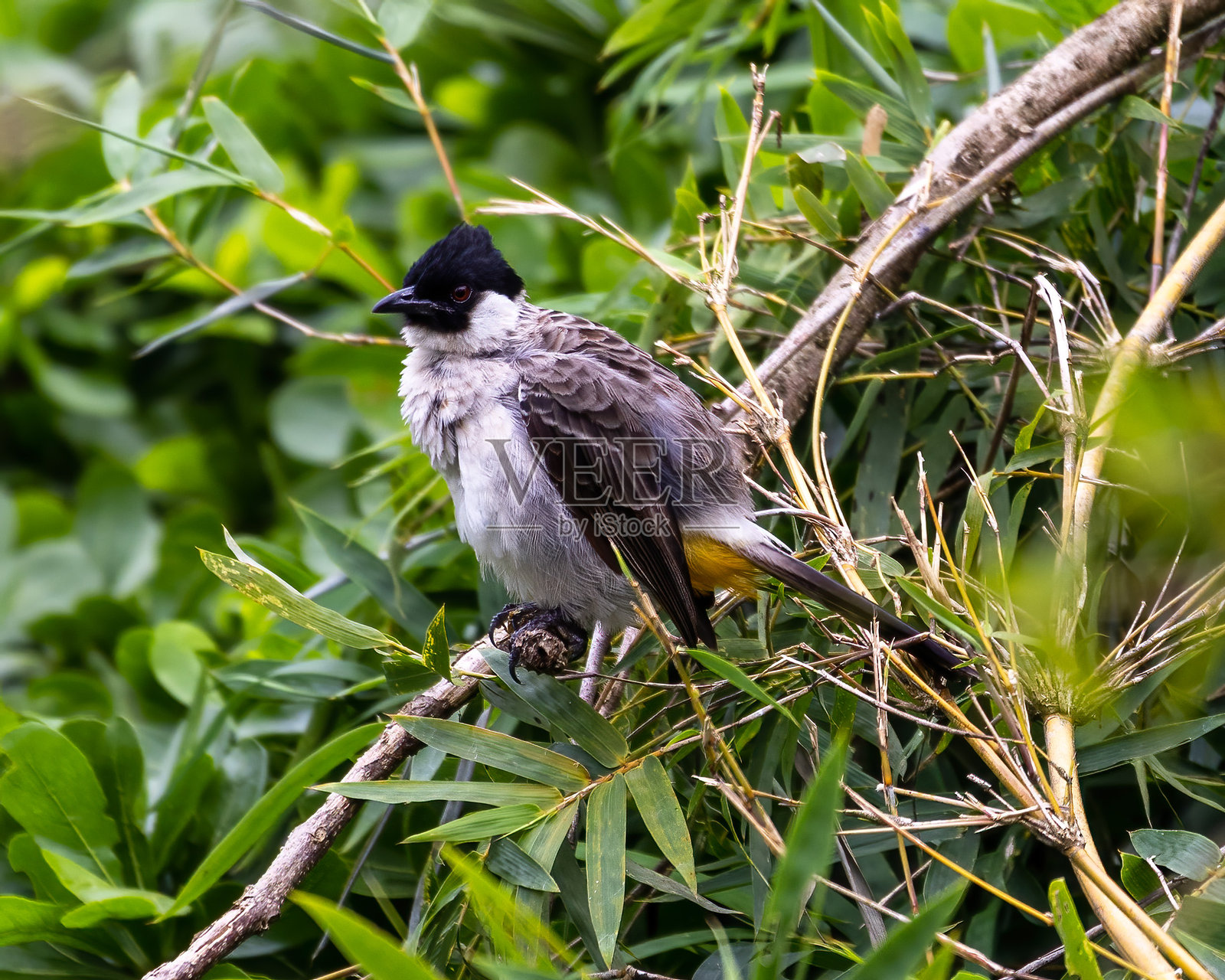 烟头鹎照片摄影图片