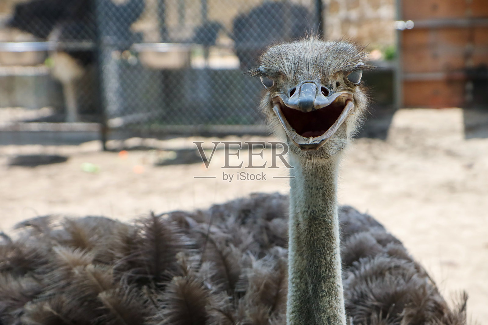 户外围栏中鸵鸟的特写镜头照片摄影图片