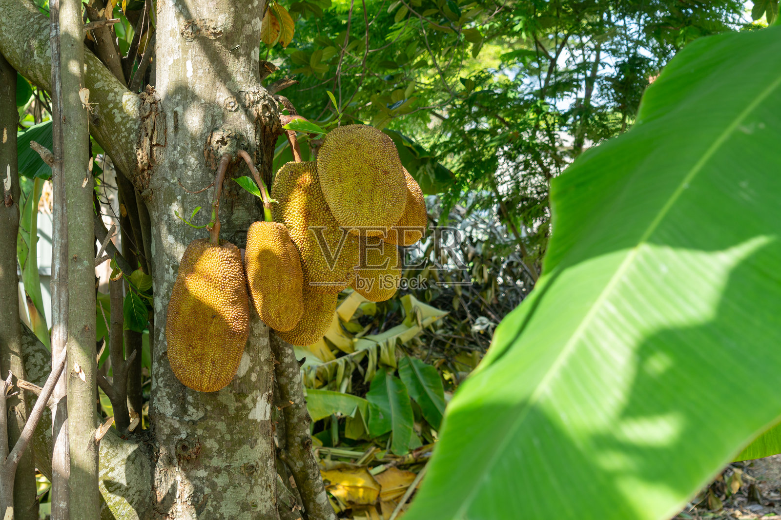 菠萝蜜树上的菠萝蜜照片摄影图片