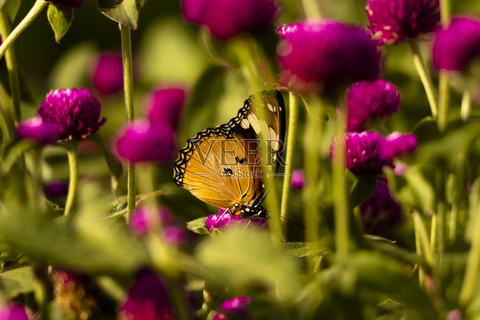 一只蝴蝶栖息在紫色的百日草花上。照片摄影图片