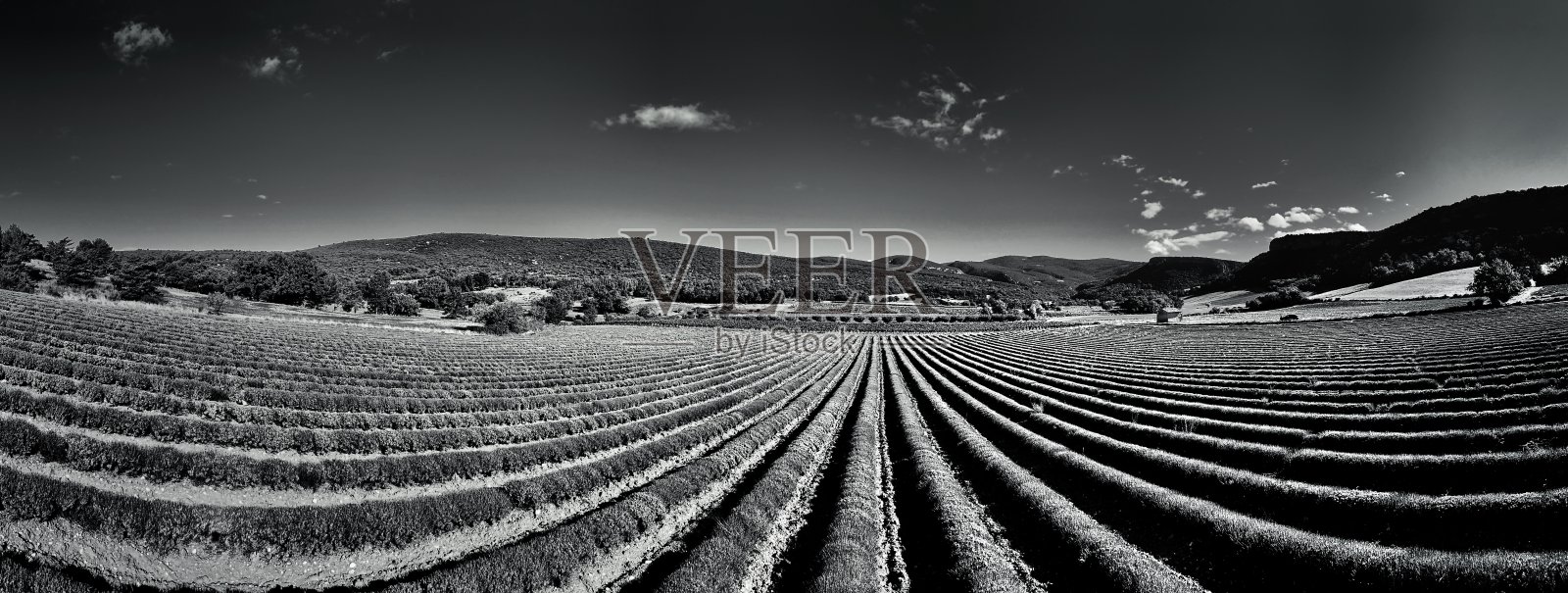 薰衣草田照片摄影图片