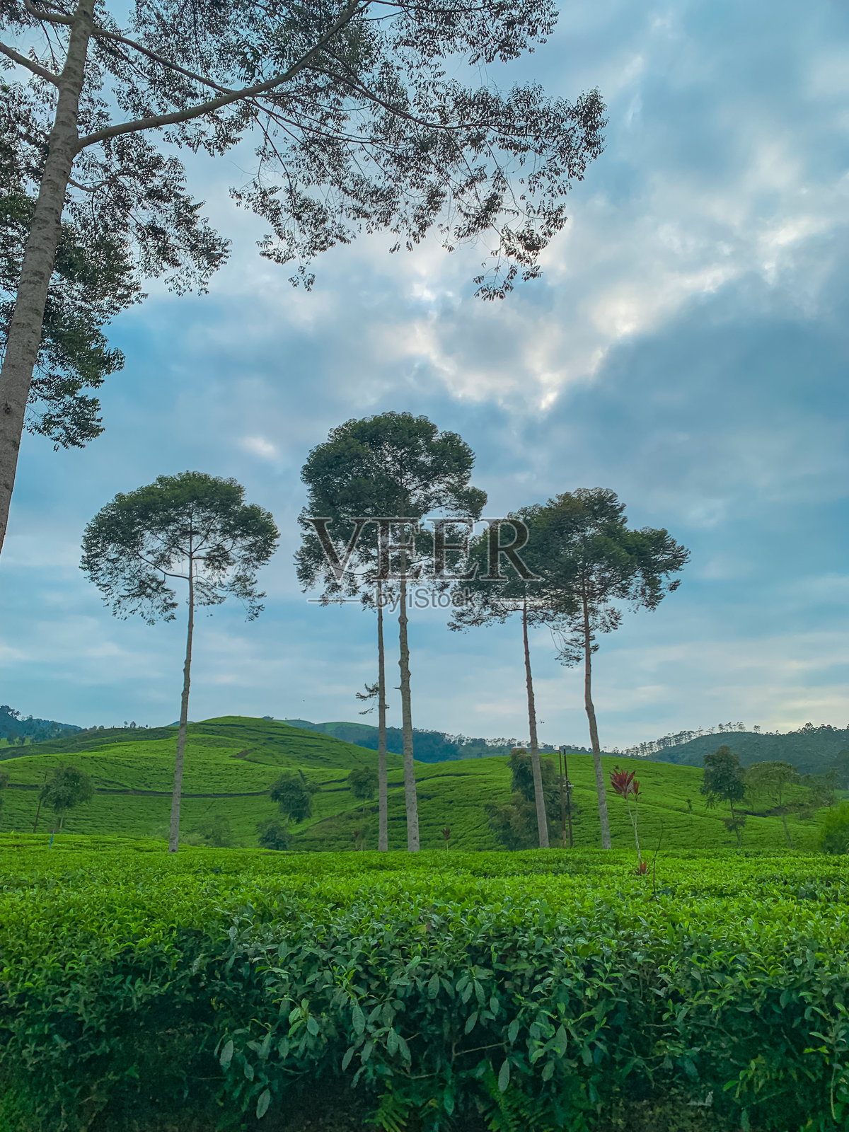 一条蜿蜒的道路穿过广袤的郁郁葱葱的茶园照片摄影图片