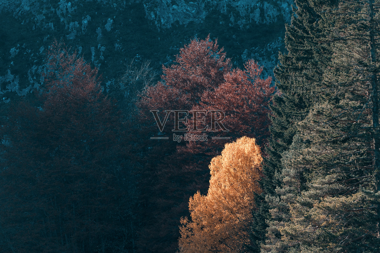 美丽的黄色树叶与秋季森林中松树的深绿色形成对比照片摄影图片