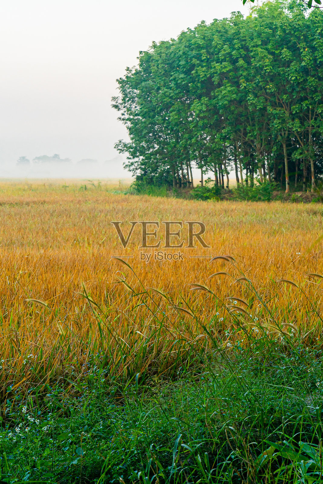 泰国清迈的金色稻田与一排绿色树木照片摄影图片