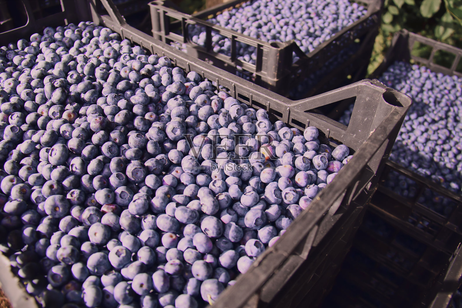 新鲜采摘的有机蓝莓装在水果箱中,准备在市场上出售。照片摄影图片