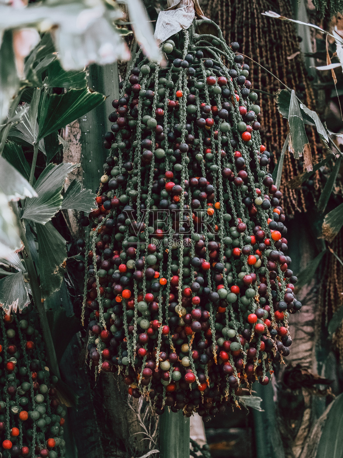 特内里费圣克鲁斯的植物园植物照片摄影图片