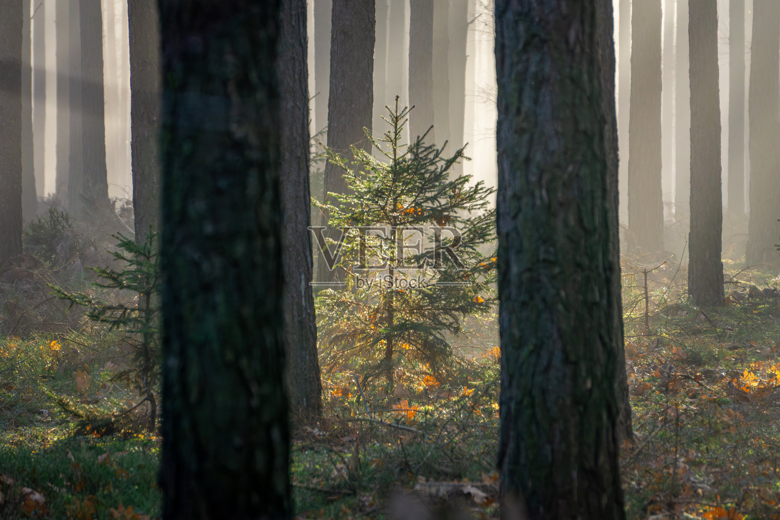 神奇的冬季和秋季森林,霜冻和雾气弥漫。阳光透过树木洒在森林中。自然条件下的森林日出。温暖的阳光穿过树木。光线的条纹。森林中的早晨,冬季季节。照片摄影图片