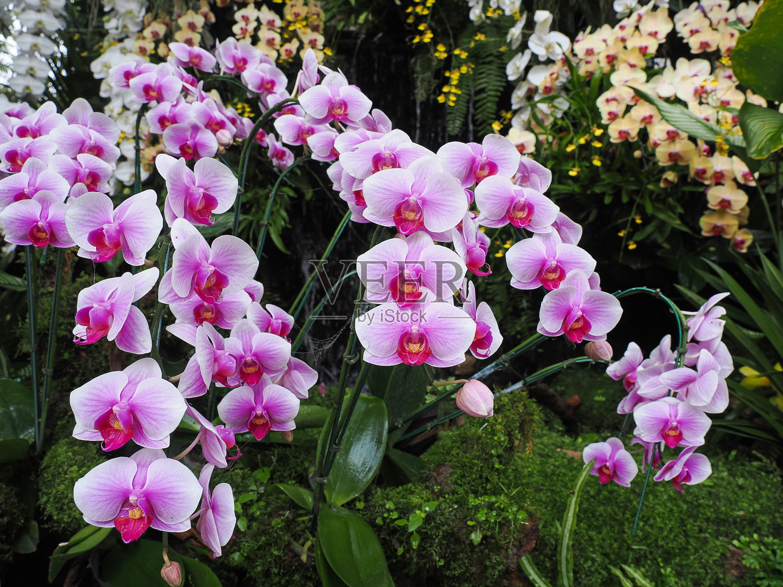 花环花或五彩缤纷的紫色藤缠花在户外自然花园背景中盛开照片摄影图片