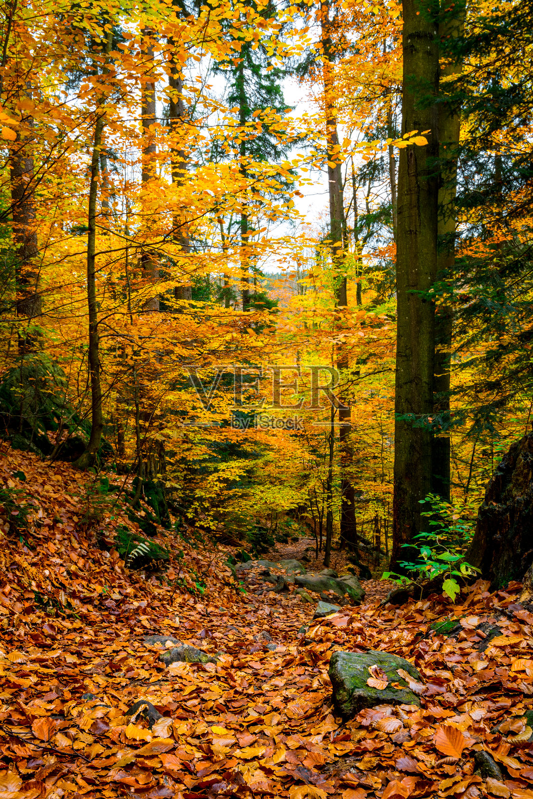 巴伐利亚森林中秋天的林间小道,满地橙色和黄色的落叶照片摄影图片