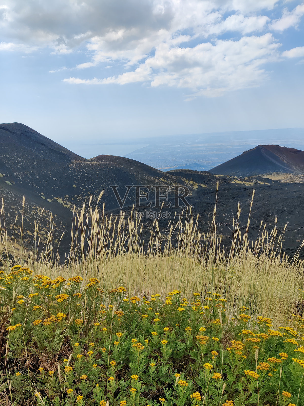意大利西西里岛卡塔尼亚埃特纳山上的草和花朵,瓢虫栖息地照片摄影图片