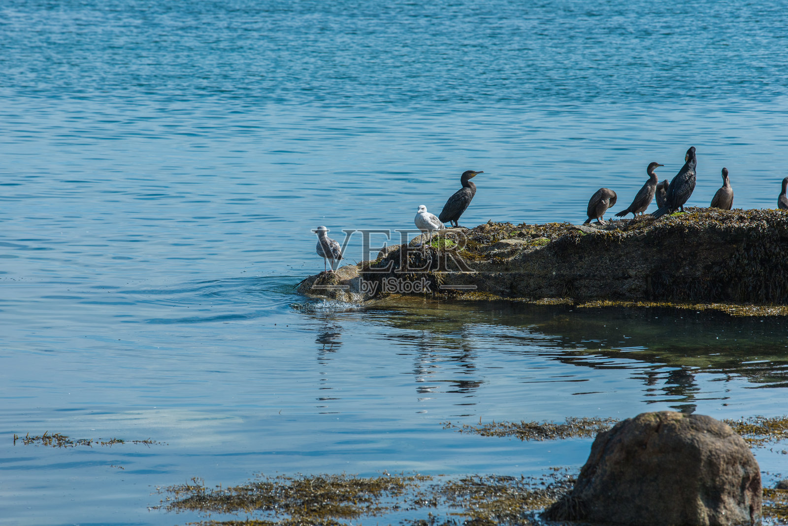 都柏林的邓拉里,爱尔兰 - 海滨城市风景照片摄影图片