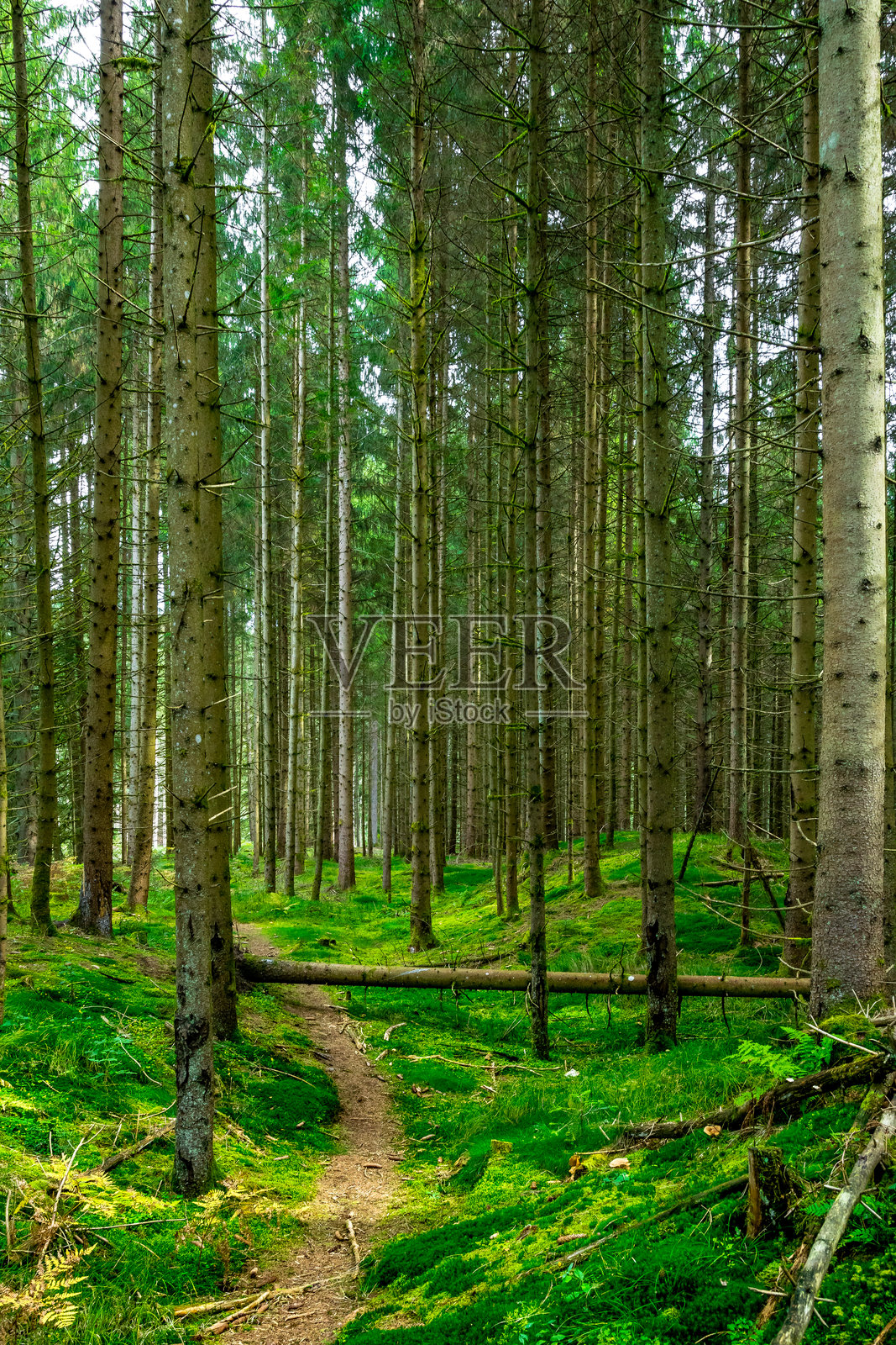 巴伐利亚森林中橙色和绿色树叶的小径与树木照片摄影图片
