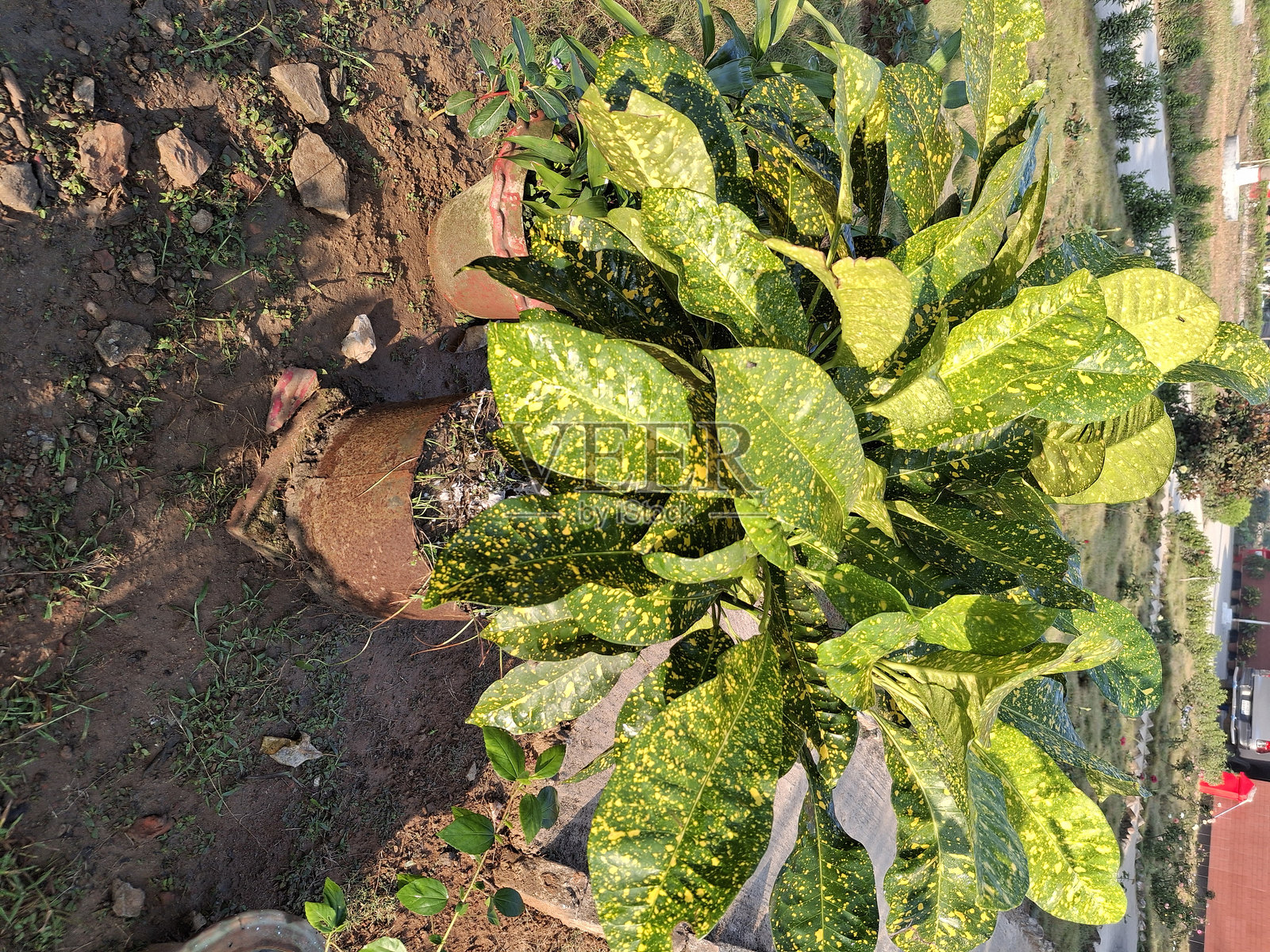 彩叶万年青特写照片摄影图片