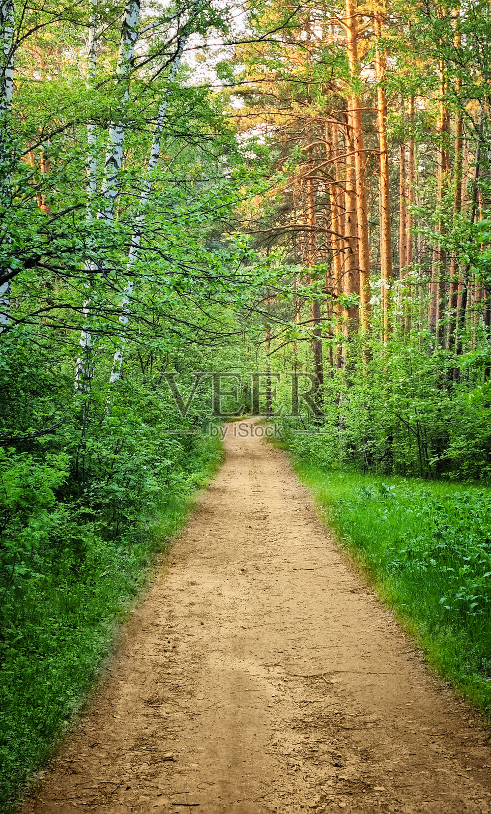 森林中泥土小径,周围是郁郁葱葱的树木、灌木和草地,适合远足或徒步旅行。照片摄影图片