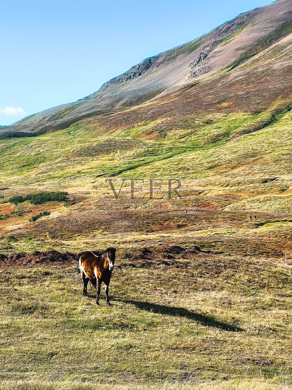 野生的冰岛马照片摄影图片