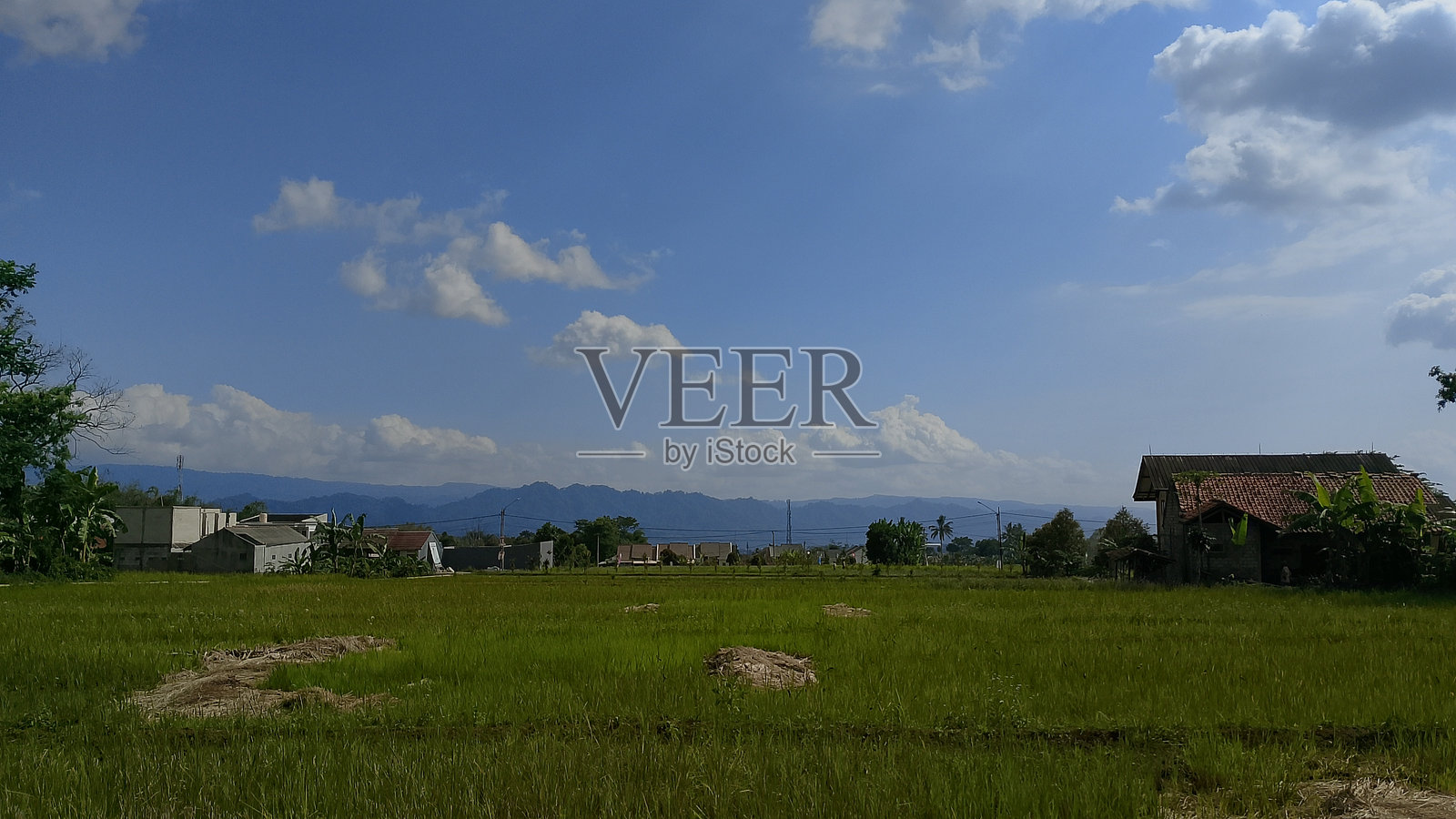 美丽的稻田景观,蓝天作为背景照片摄影图片