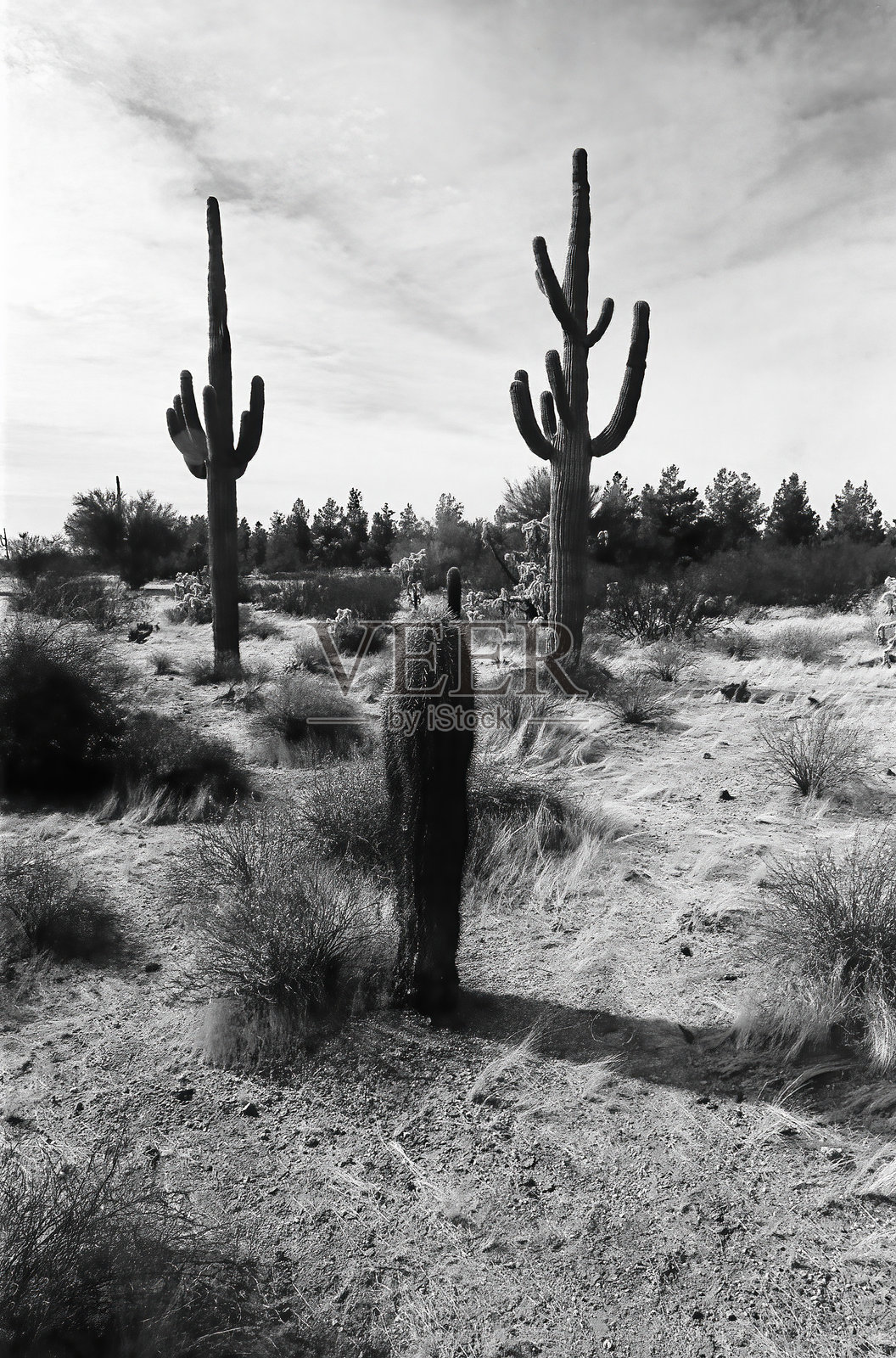 索诺拉沙漠亚利桑那州单色影像照片摄影图片