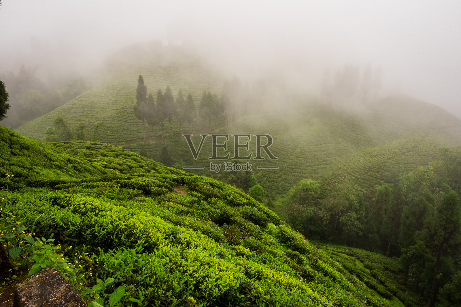 印度达尔吉岭的茶园照片摄影图片